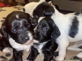 Mixed Breed dogs - Advert 17