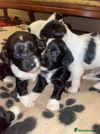 Mixed Breed dogs - Advert 1