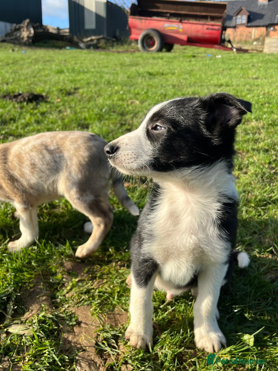 Border Collie dogs for sale: Red merle girl  - Advert 3