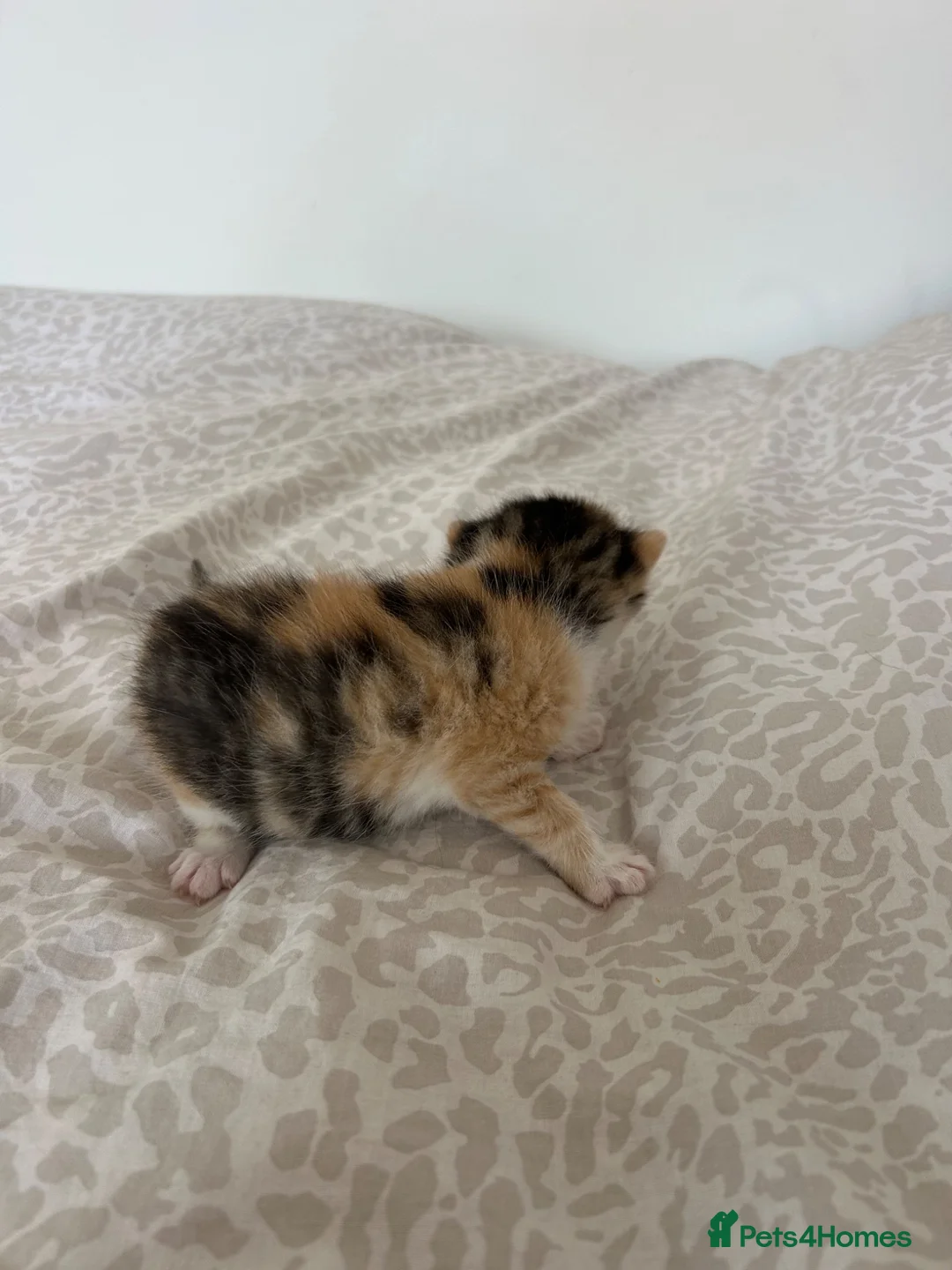 Mixed Breed cats for sale: 3 kittens for sale  in Wantage - Advert 10