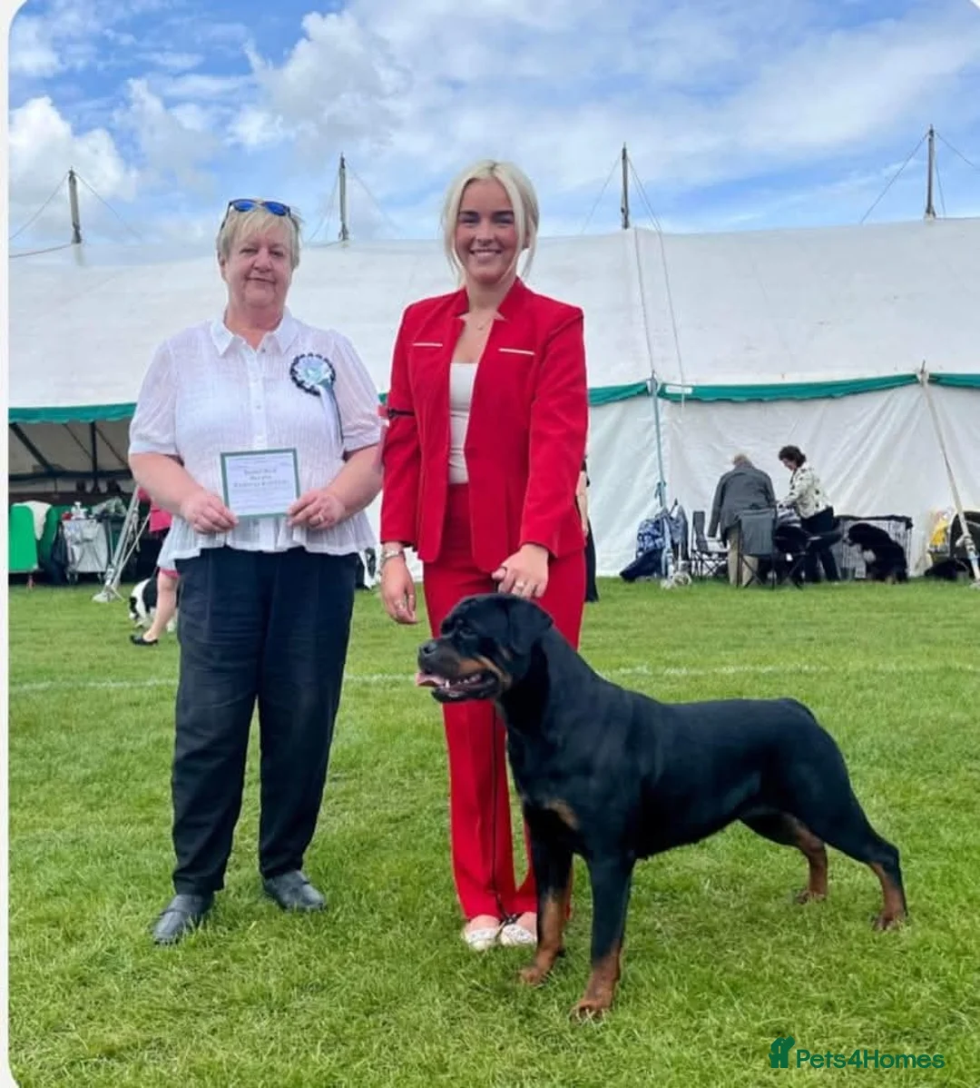 Rottweiler dogs for sale: Excellent Pedigree Dog Puppy - Advert 15