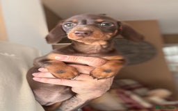 Miniature Dachshund dogs for sale: 🩷 Adorable Miniature Dachshund Puppies💙 - Image 6