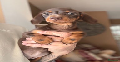 Miniature Dachshund dogs - Advert 2