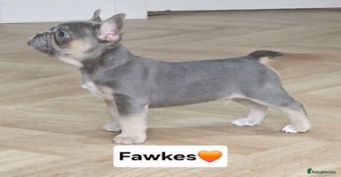 French Bulldog dogs - Advert 3