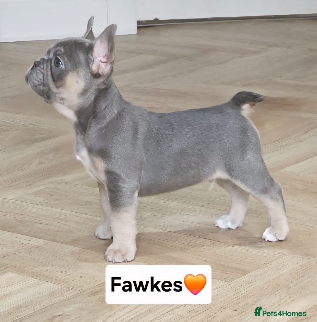 French Bulldog dogs for sale: French bulldog pups *Ready now*  - Image 2