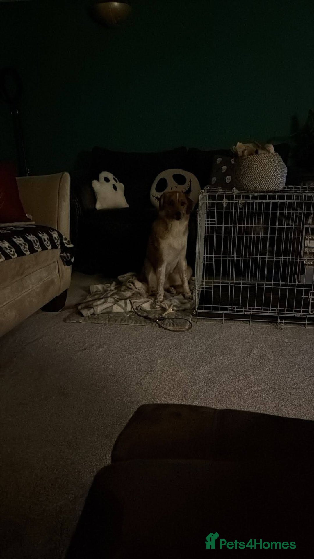 Mixed Breed dogs for adoption: Meet Bella, currently residing in Falkirk  - Advert 7