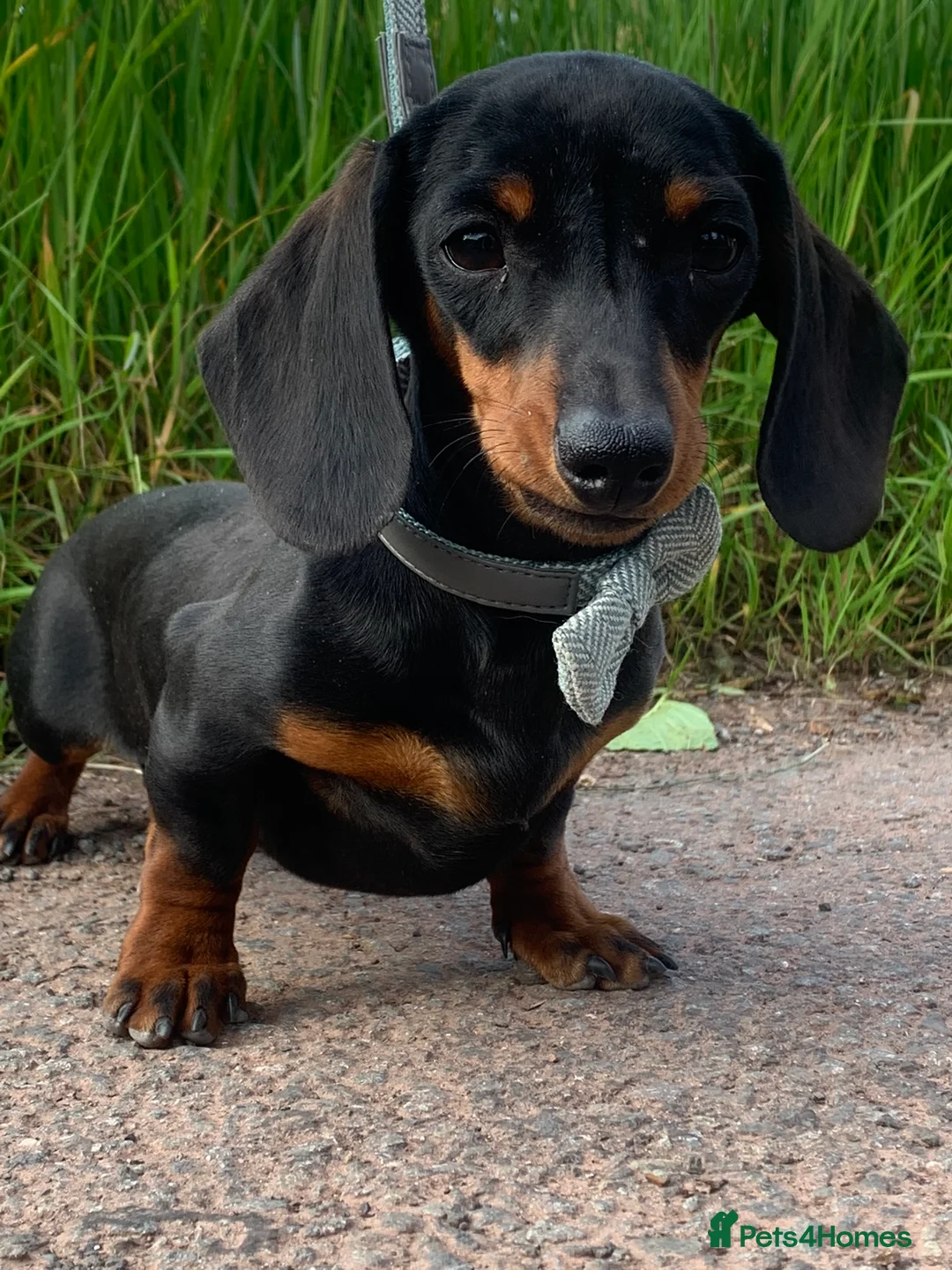 Miniature Dachshund dogs for stud:  Handsome Silver Dapple in Brecon - Advert 16