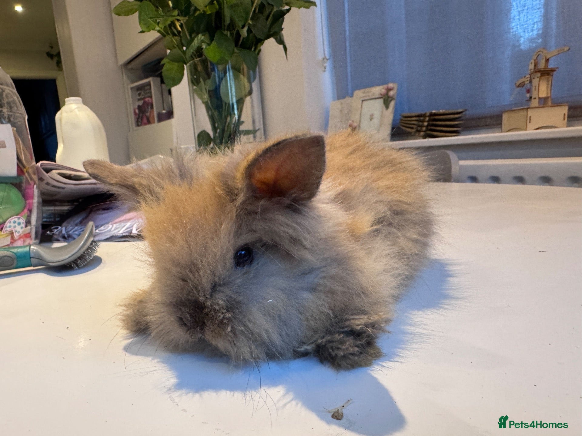 Mini Lion Lop rabbits £25 Mini lop lion mane long haired - Advert 1