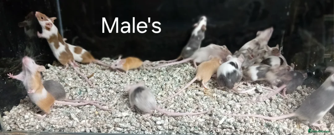 Mouse rodents for sale: Baby Fancy Pet mice , Males and Females - Advert 15