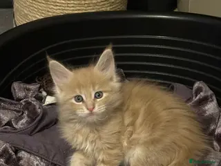 Maine Coon cats Purebred Maine Coons Looking For A Loving Home 😻 - Advert 8