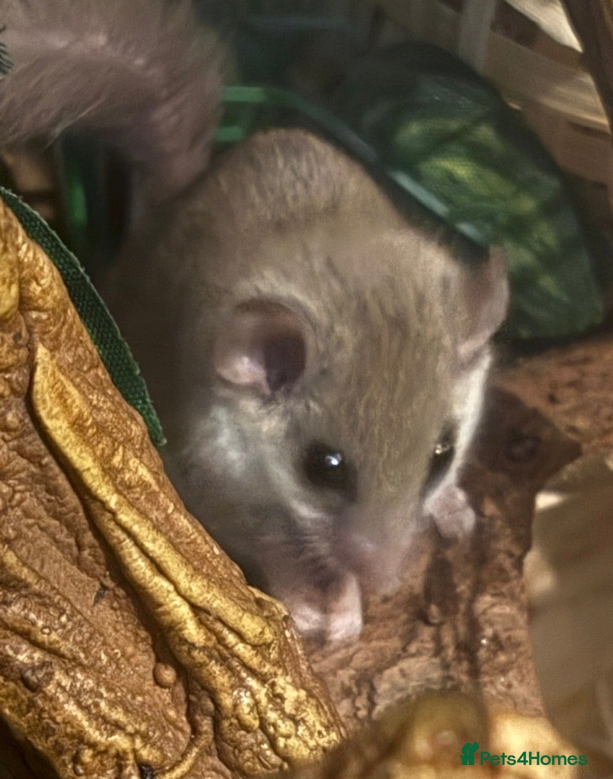 Mouse rodents African Pygmy dor mouse - Advert 1