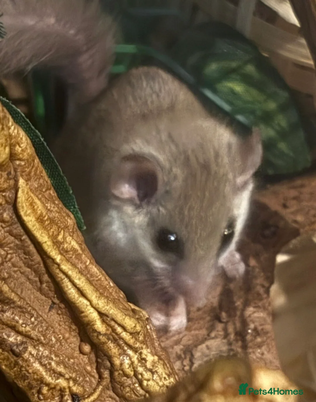 Mouse rodents for sale: African Pygmy dor mouse in Wigton - Advert 1