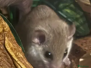 Mouse rodents African Pygmy dor mouse - Advert 1