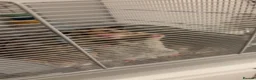 Hamster rodents for sale: Syrian Hamster - Cody - Advert 2
