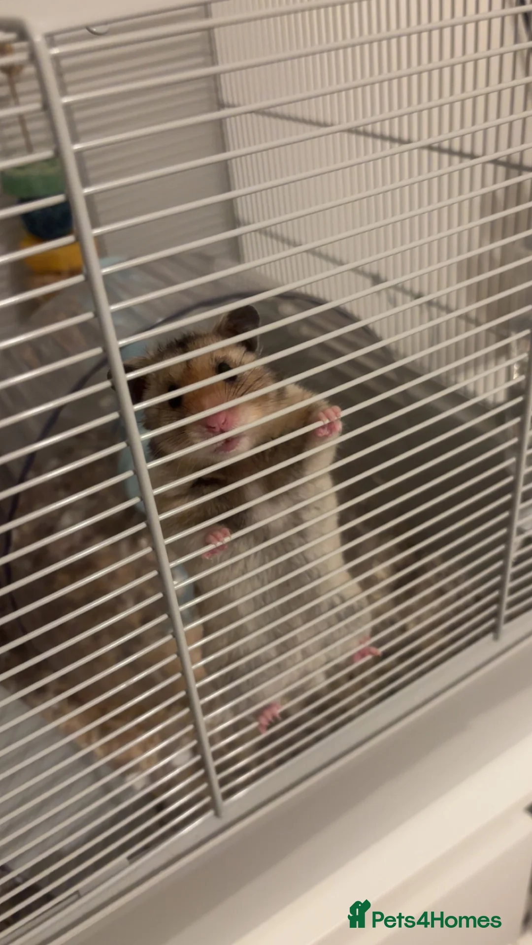 Hamster rodents for sale: Syrian Hamster - Cody - Advert 2