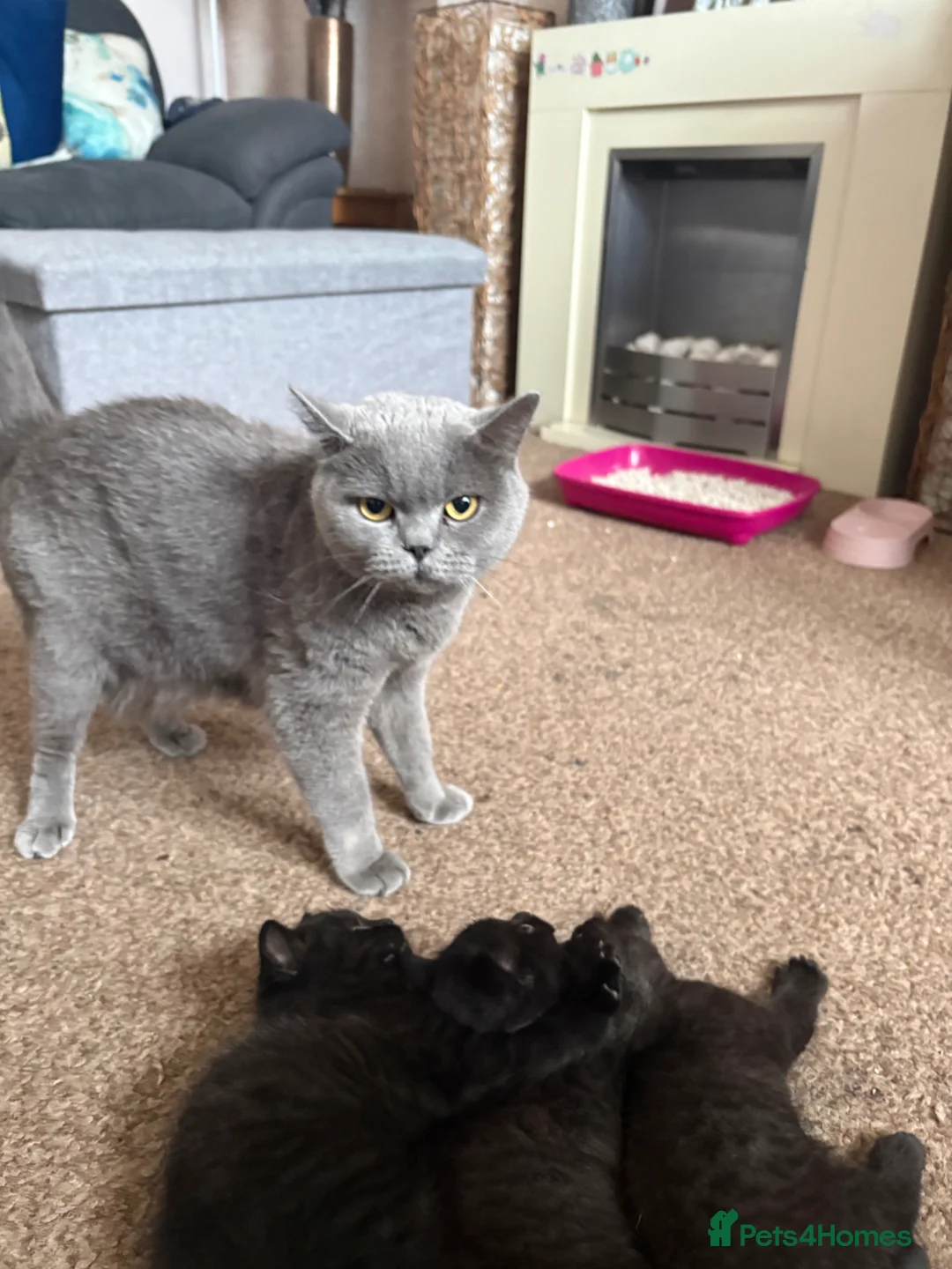 Mixed Breed cats for sale: 3 British short hair mix  in Westcliff-on-Sea - Advert 5