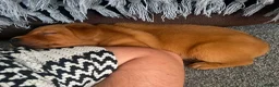 Labrador Retriever dogs for sale: Stunning dark red puppies  - Advert 12