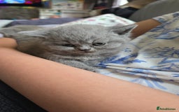 British Shorthair cats for sale: Beautiful British shorthair kittens - Image 26
