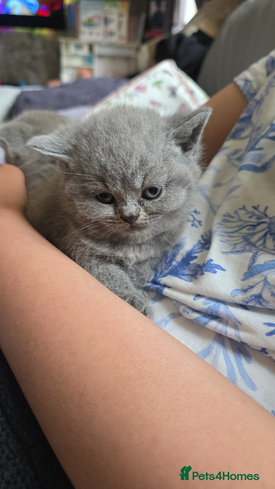 British Shorthair cats for sale: Beautiful British shorthair kittens - Image 26