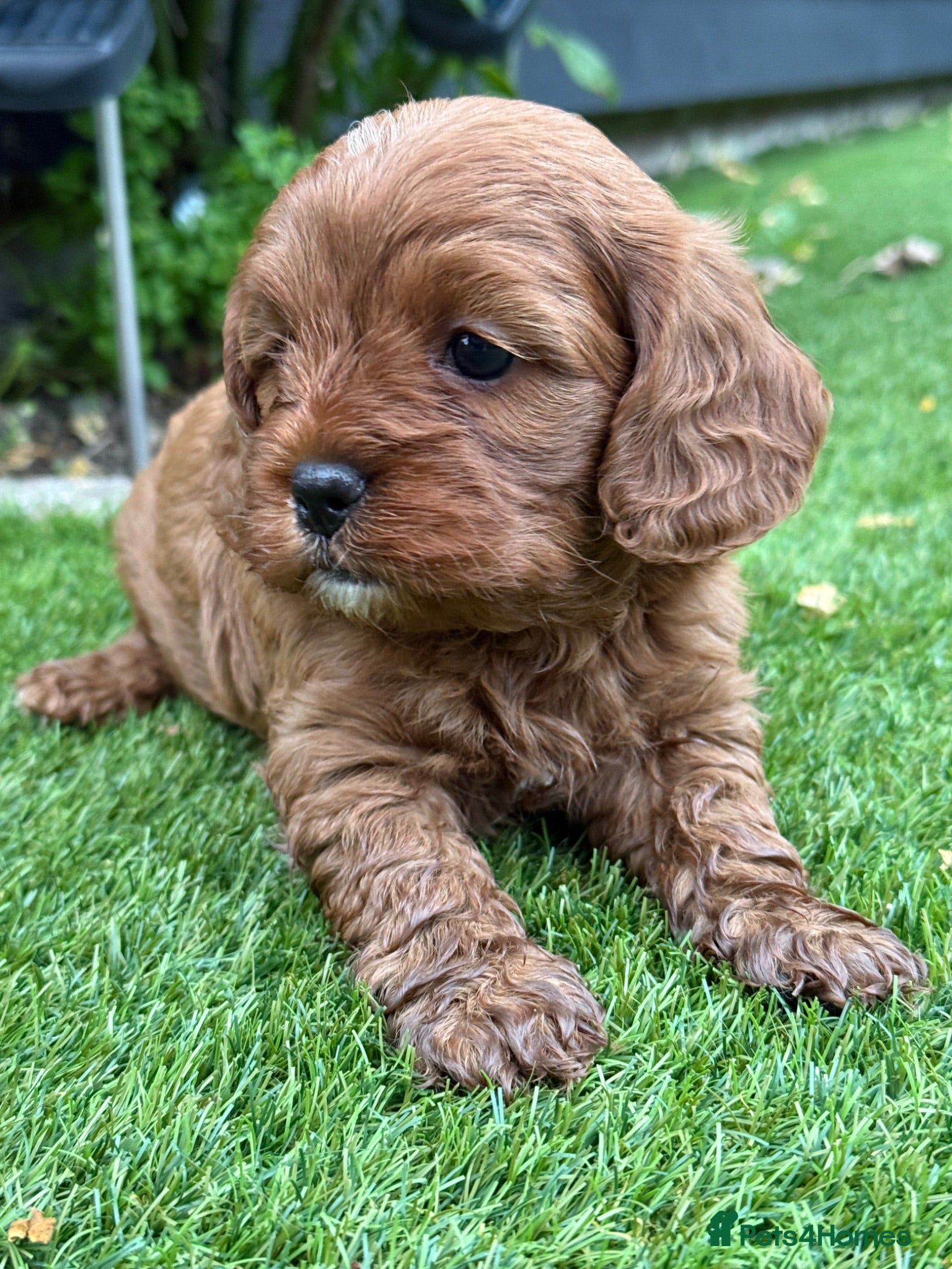 Cavapoo dogs Cavapoo puppies,health tested parents 5* licensed  - Advert 2