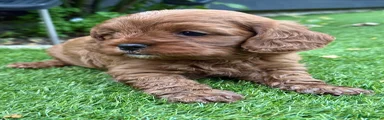 Cavapoo Puppy 2