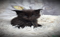Maine Coon cats for sale: Black smoke pedigree Maine Coon in Kettering - Image 8