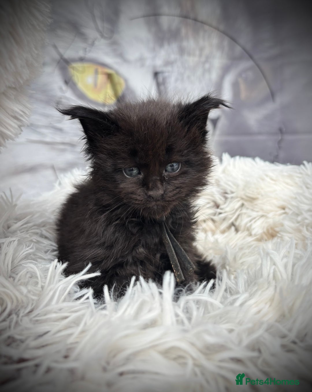 Maine Coon cats for sale: Black smoke pedigree Maine Coon in Kettering - Image 8