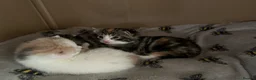 Mixed Breed cats for sale: kittens for sale 4 boys 3 girls ( two sister cats) in Bridgwater - Advert 6