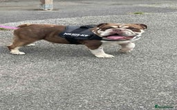 English Bulldog dogs for adoption: Talulah needs a loving home  - Image 3
