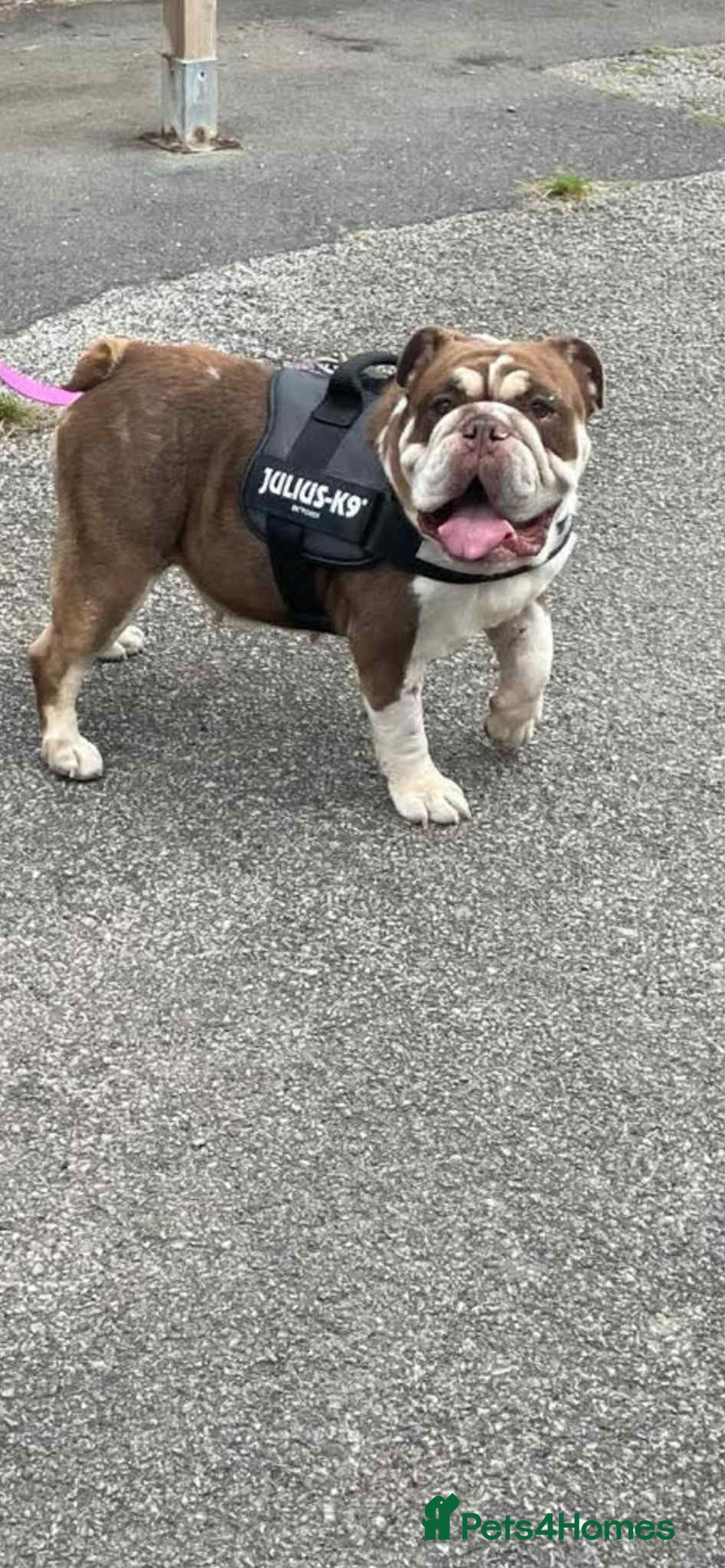 English Bulldog dogs for adoption: Talulah needs a loving home  - Image 3