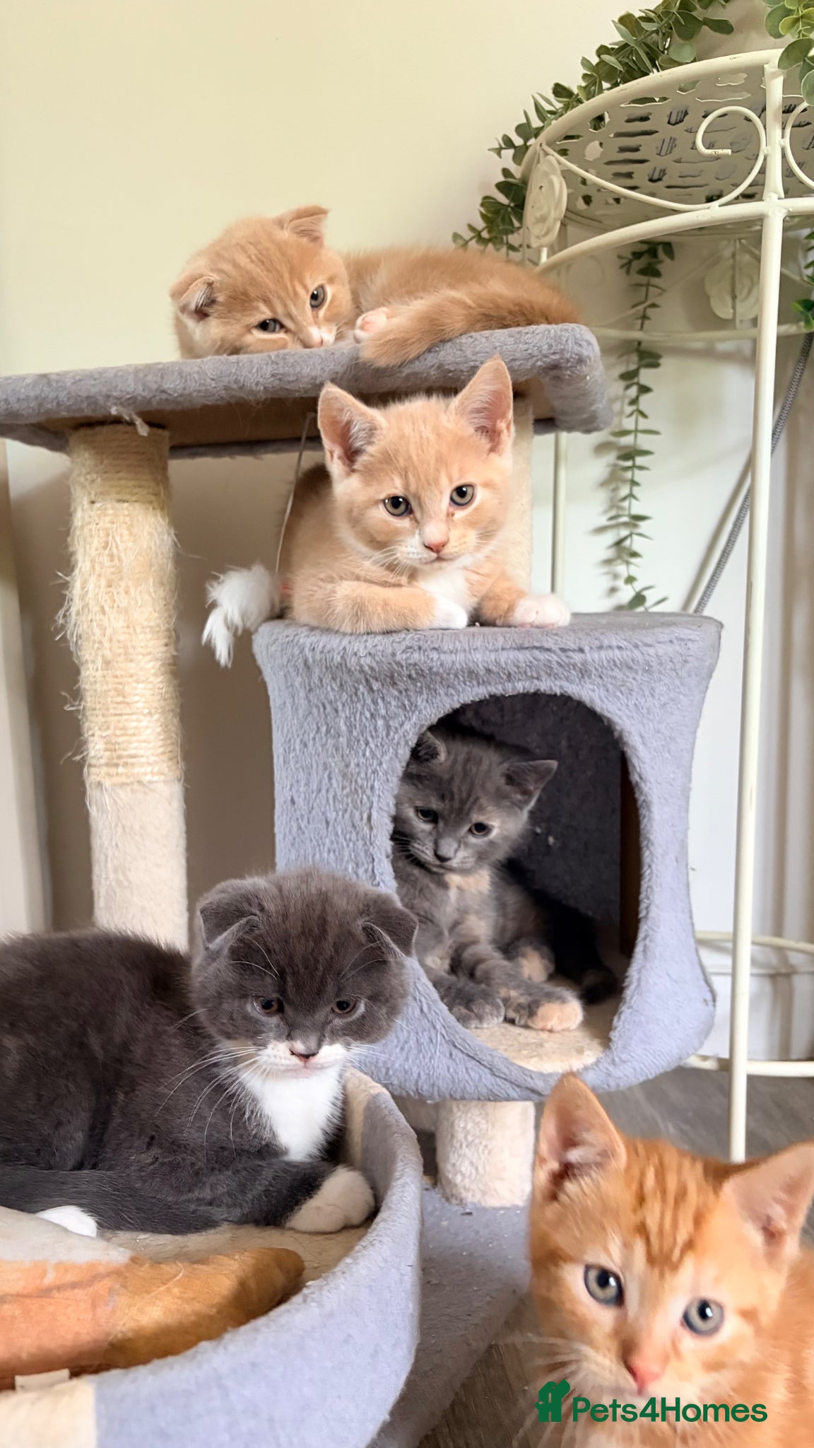 Scottish Fold cats for sale: Scottish fold, Maine coon x in Newmarket - Advert 3