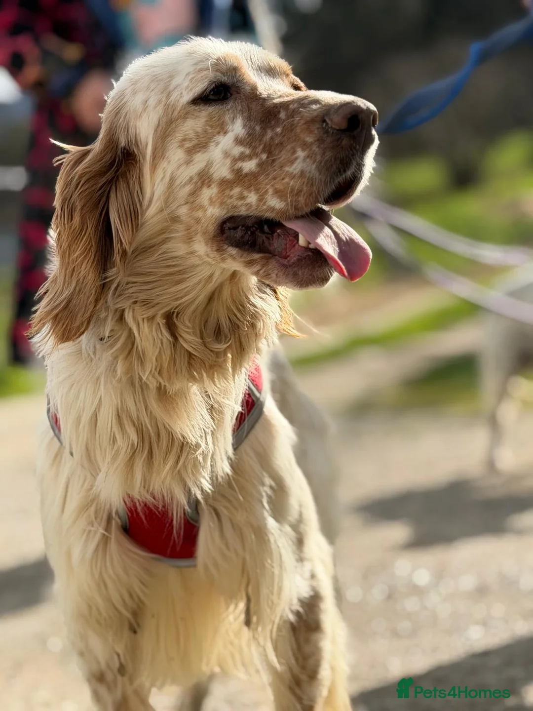 English Setter dogs for adoption: Oleo  - Advert 13