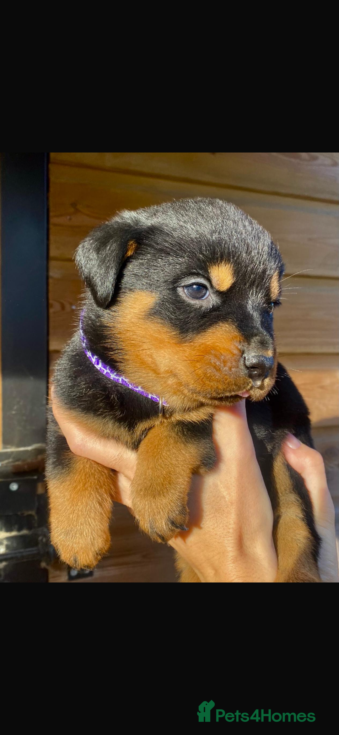 Rottweiler dogs for sale: Last girlBeautiful chunky Rottweiler puppies - Advert 6