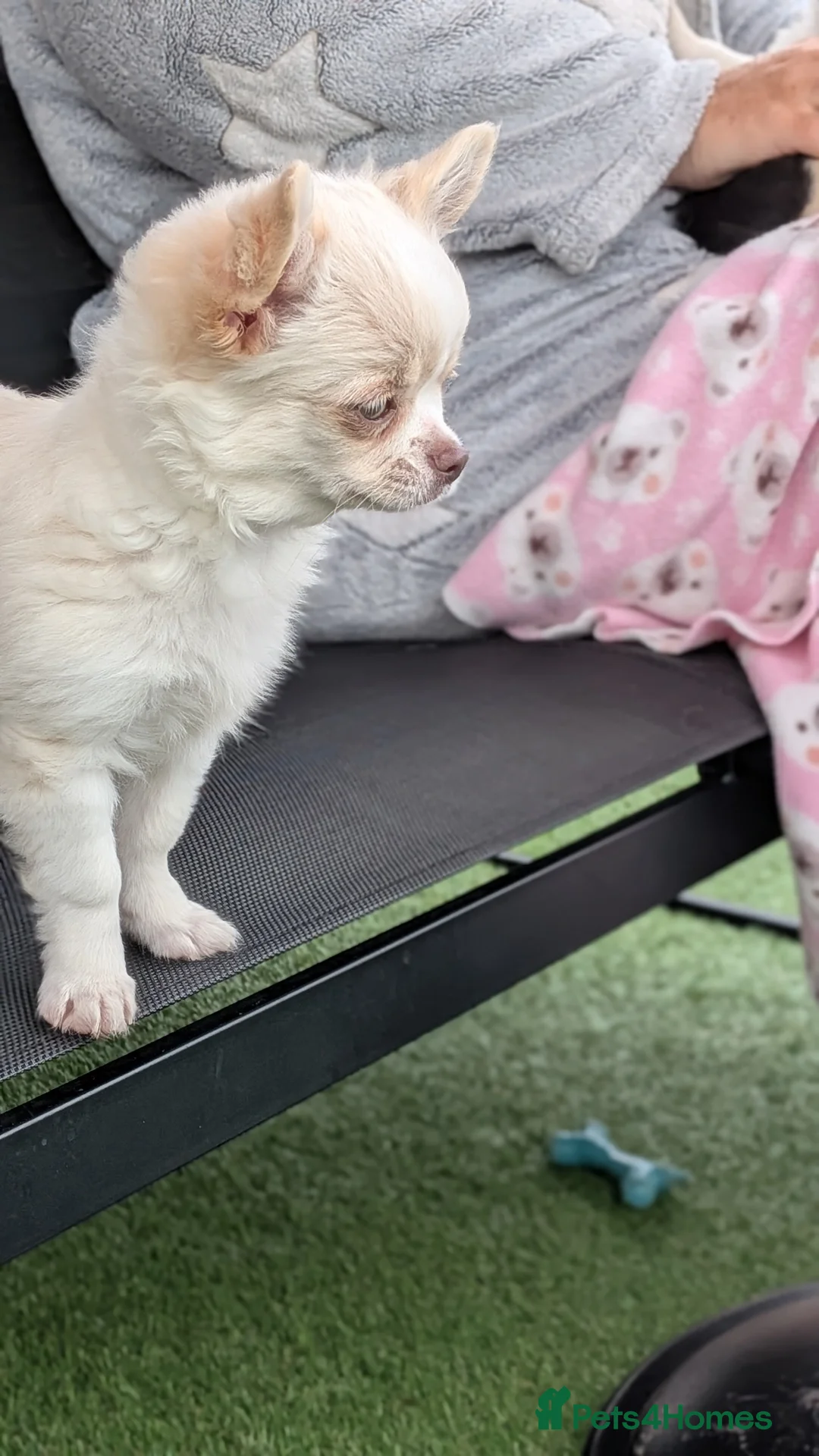 Chihuahua dogs for sale: Chihuahuas READY NOW - Advert 8