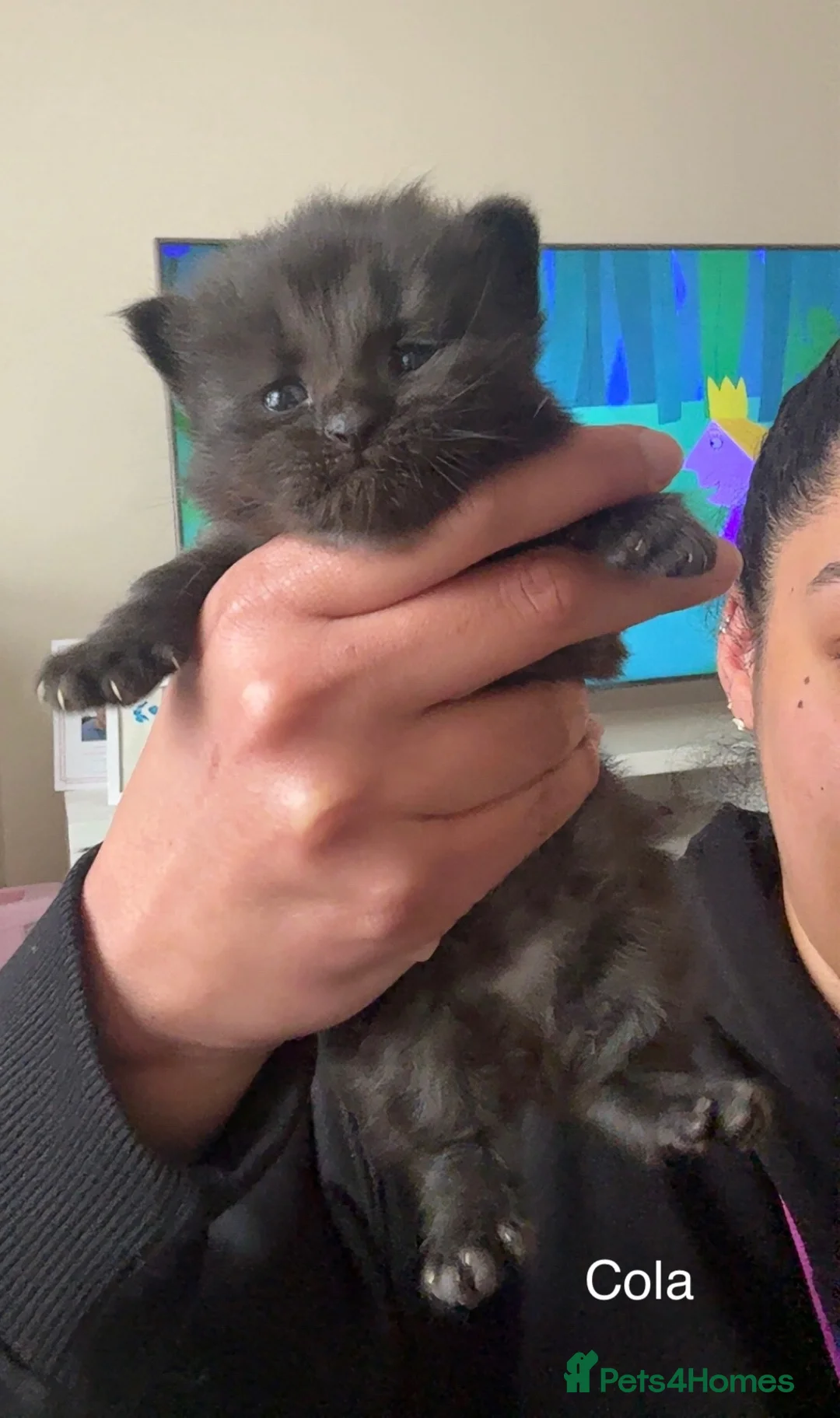 Mixed Breed cats for sale: Half ragdoll kittens🤍 - Advert 2