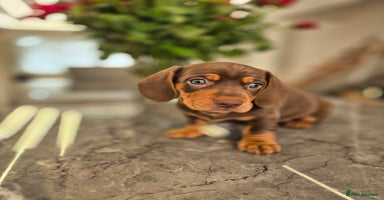 Dachshund dogs - Advert 1