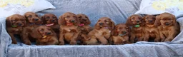 Irish Setter dogs for sale: Adorable lovable irish Setter puppies  - Advert 3