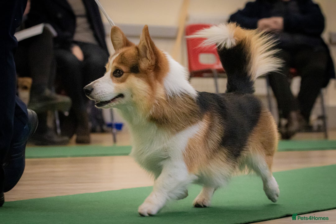 Welsh Corgi Pembroke dogs for sale: Wow !! Bobtail and long available  - Image 4