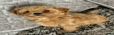 Shihpoo Puppy 2