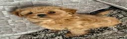Shihpoo dogs for sale: Stunning Asian Shih Poo puppies - Advert 1