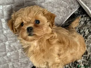 Shihpoo dogs Stunning Asian Shih Poo puppies - Advert 6
