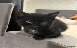 Mixed Breed cats for sale: Precious litter of kittens  - Image 3