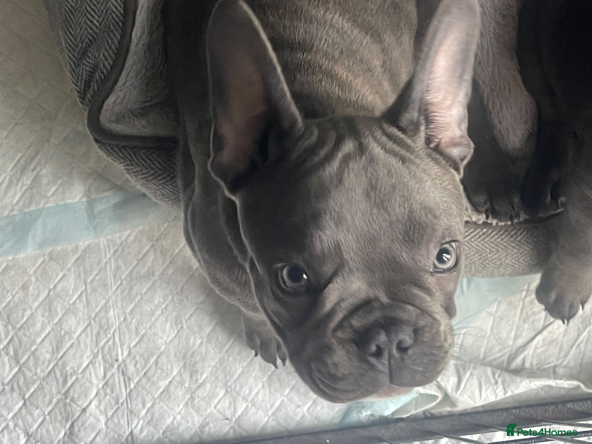French Bulldog dogs Beautiful French Bulldog Puppies Fluffy Carriers - Advert 14