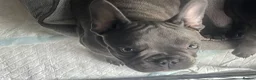 French Bulldog dogs for sale: Beautiful French Bulldog Puppies Fluffy Carriers - Advert 4
