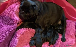Pug dogs for sale: Beautiful kc Black pug pups - Image 5
