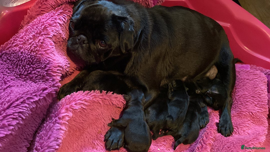 Pug dogs for sale: Beautiful kc Black pug pups - Image 5