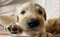 Labradoodle dogs for sale: 2 labradoodle puppies  - Image 4