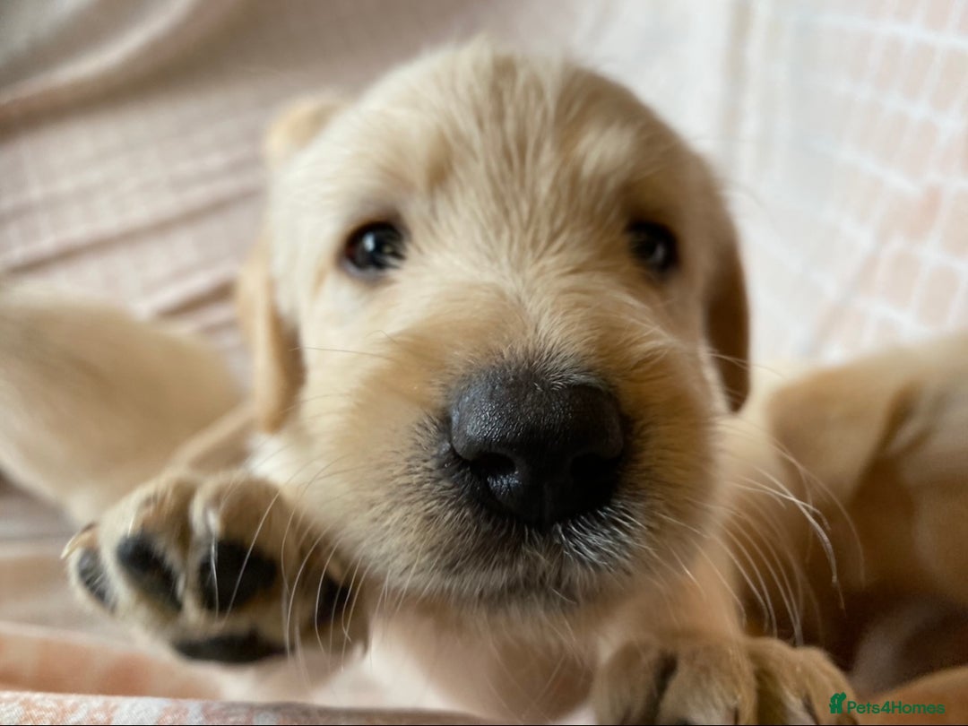 Labradoodle dogs for sale: 2 labradoodle puppies  - Image 4