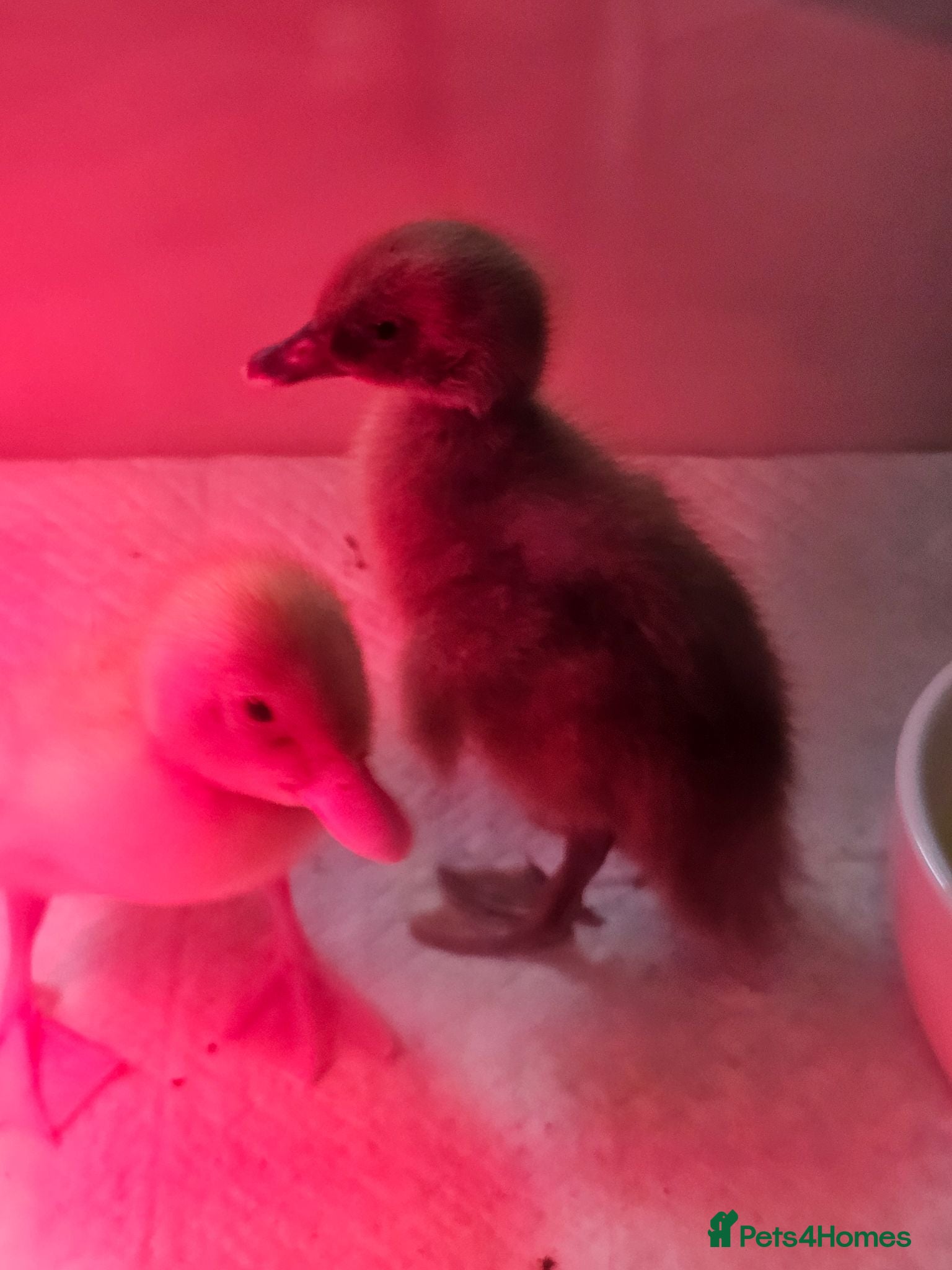 Ducks poultry Baby runner ducks - Advert 2