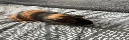 Guinea Pig rodents for sale: Male guinea pigs  - Advert 6